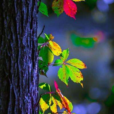 ayx爱游戏全站app下载截图