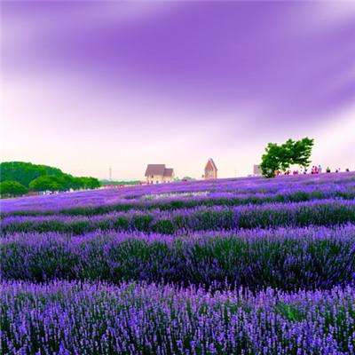 365在线下载手机版